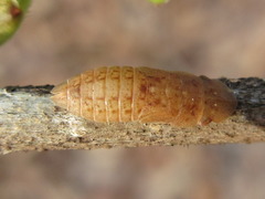 Petalocephala