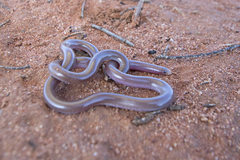 Prong-Snouted Blind Snake photo 3