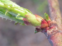 Rubus crataegifolius