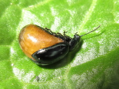 Gastrophysa atrocyanea