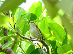 Phylloscopus