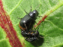 Gastrophysa atrocyanea