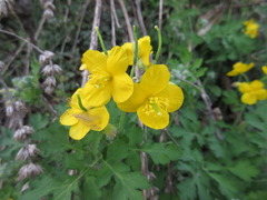 Chelidonium asiaticum