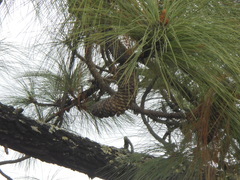Pinus devoniana