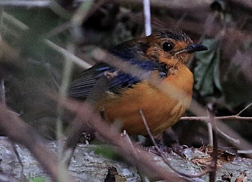 Natal Redcap Robinchat