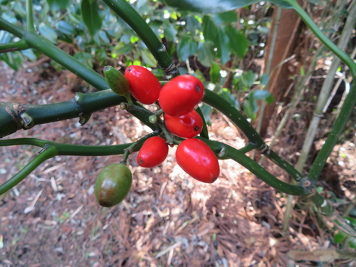 Aucuba japonica