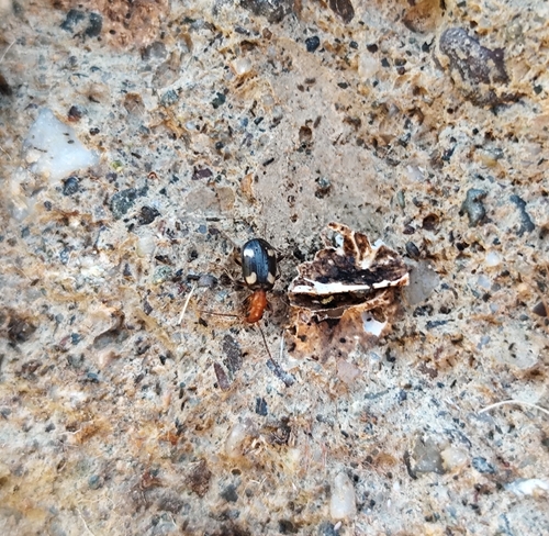 Brachinus exhalans
