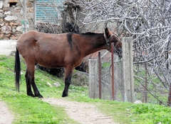 Equus asinus × caballus