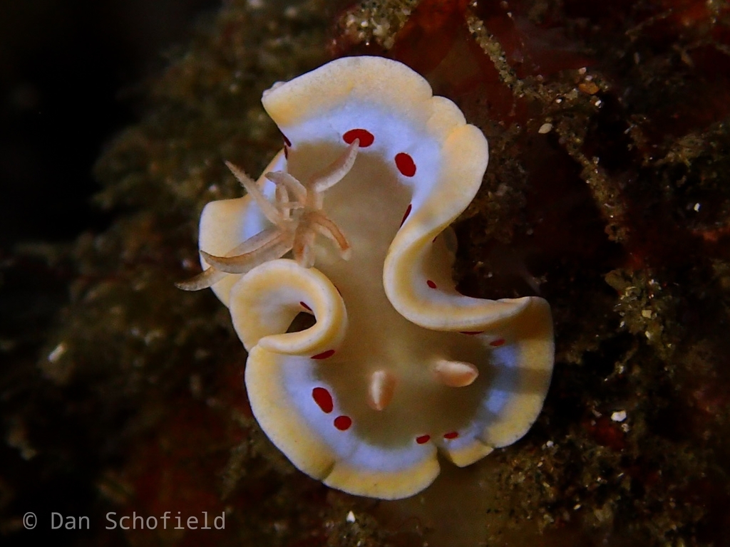 Blood Spot Nudibranch