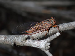 Palapsalta circumdata