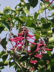 Erythrina standleyana, photograph (c) Jalil R., some rights reserved (CC BY-SA)