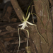 Dominican Ghost Orchid - Photo (c) Pedro Genaro Rodriguez, some rights reserved (CC BY-NC), uploaded by Pedro Genaro Rodriguez