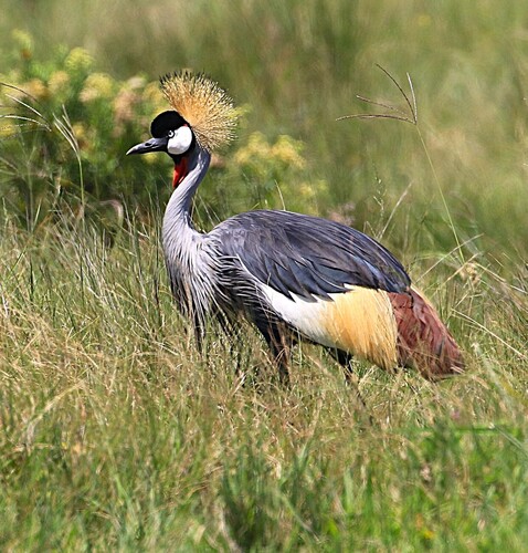 South African Crowned Crane