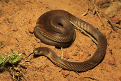 Pseudechis australis