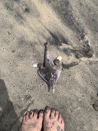 Langsnuit-vleermuisvis (Ogcocephalus vespertilio) — Ogcocephalidae — 3