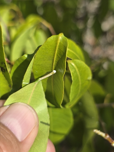 Gymnanthes glandulosa