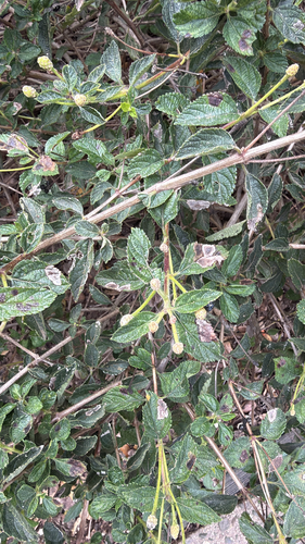 Unknown species found near Mesa del Sol, Salinas, CA, US