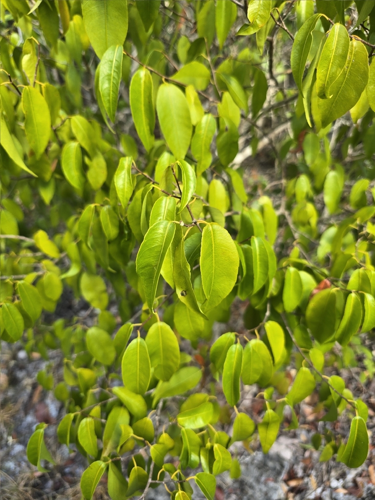 Sebastiania glandulosa