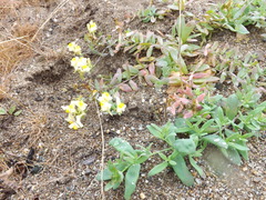 Linaria japonica