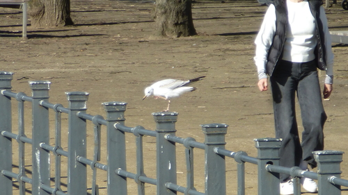 Black-headed Gull