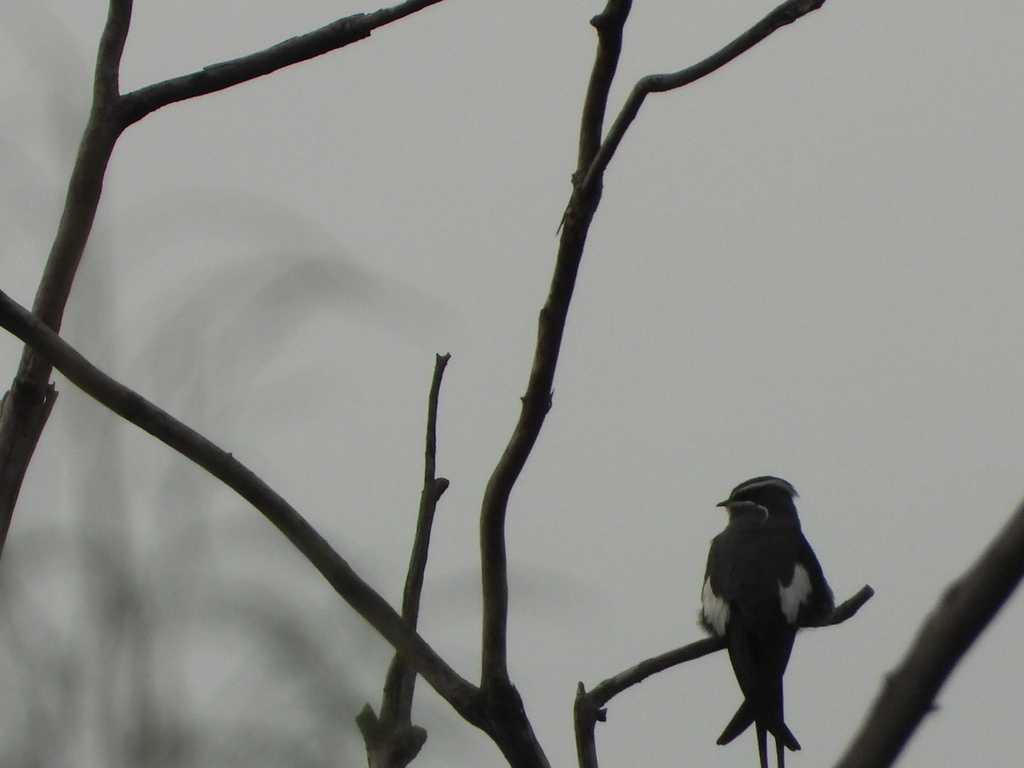 Moustached Treeswift (Hemiprocne mystacea)
