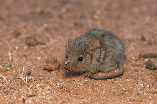 Mallee Ningaui (Ningaui yvonneae) — Least Concern Mammalia