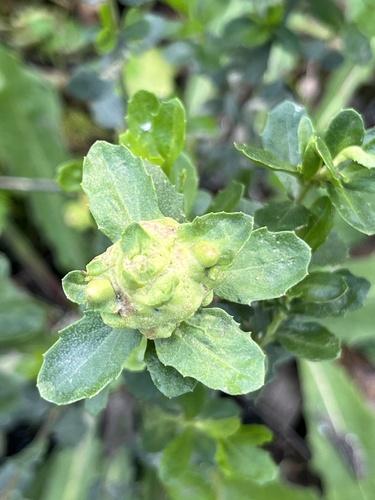 Unknown species found near Redwood City, CA, US