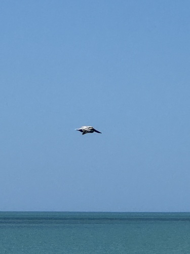 Brown Pelican