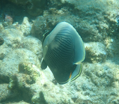 Chaetodon reticulatus