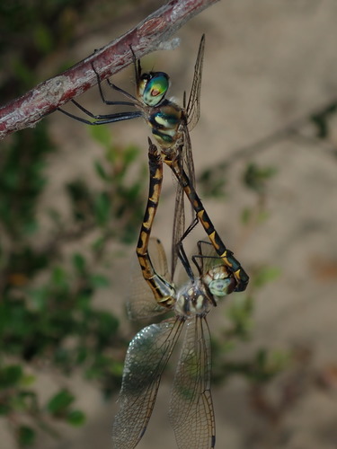 Australian Emerald Dragonfly photo 4