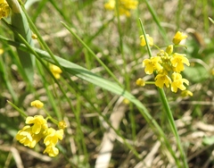 Draba sibirica