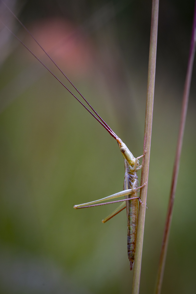 Wingless Meadow Katydid
