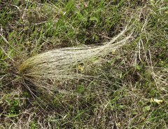Stipa tirsa