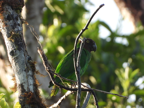 Geoffroyus geoffroyi