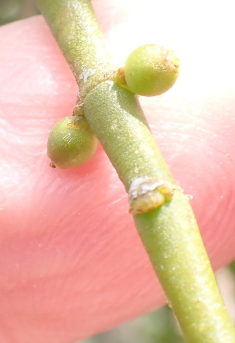 Sweetthorn Mistletoe (Viscum continuum)