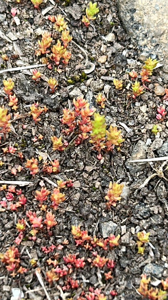 Crassula tillaea, Goltra Ave, Cusseta, GA, US