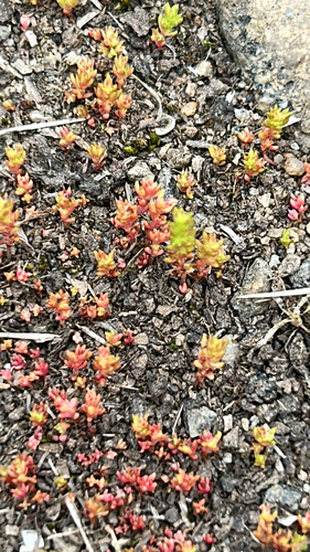 Crassula tillaea