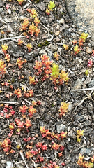 Pygmy Stonecrop (Crassula tillaea)