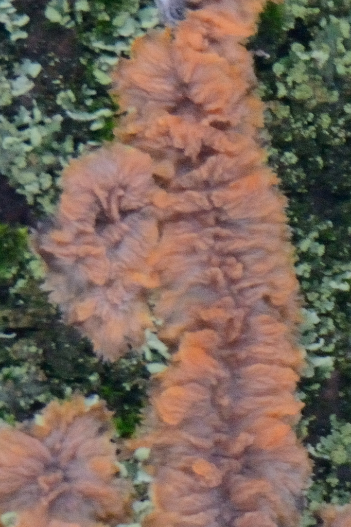 Phlebia radiata · February 2026 · photo: © fyodorp (iNaturalist, cc-by)