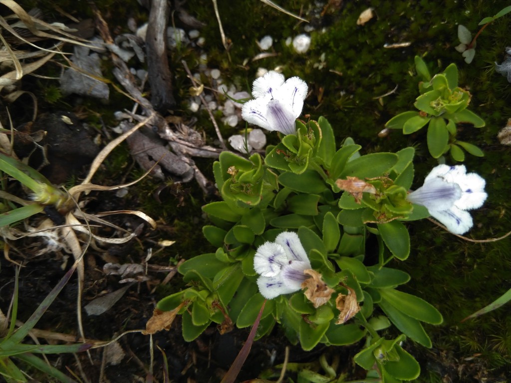 Craterostigma crassifolium