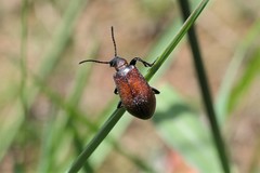 Ecnolagria rufescens