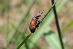 Ecnolagria rufescens