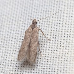 Monochroa leptocrossa