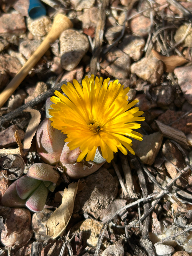 Cheiridopsis richardiana L. Bolus 2