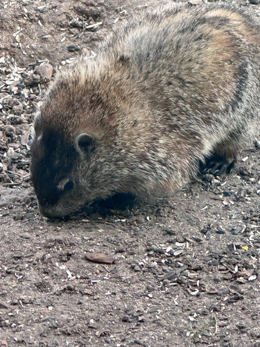 Groundhog