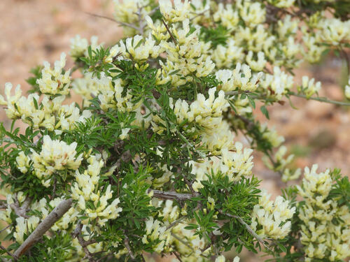Chamaecytisus mollis