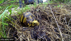 Terrapene carolina yucatana