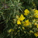 Gorse - Photo (c) rgordonjones, some rights reserved (CC BY-NC)