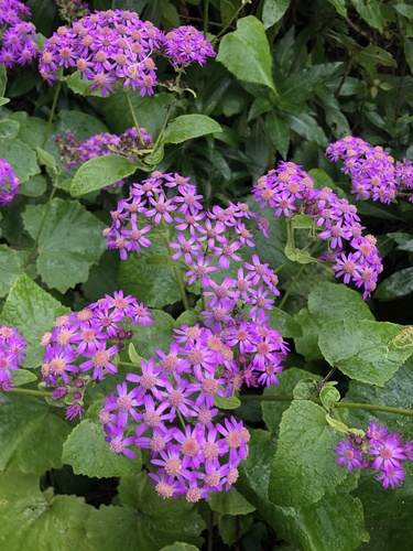 Pericallis steetzii, photograph 3