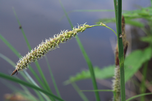 Greater Pond-sedge